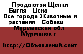 Продаются Щенки Бигля › Цена ­ 35 000 - Все города Животные и растения » Собаки   . Мурманская обл.,Мурманск г.